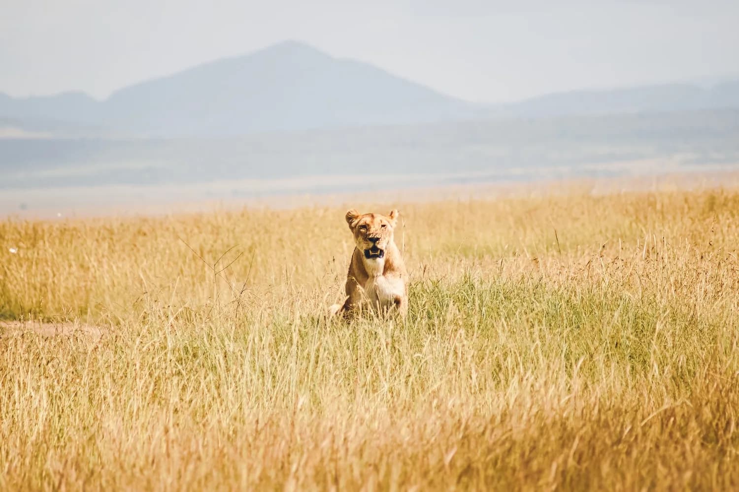 Rally Safari Kenia - 23
